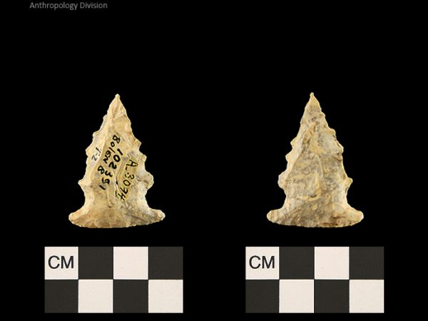 Bolen Beveled Subtype 2 | Early Dalton (Bullen)/Late Paleoindian (Milanich)