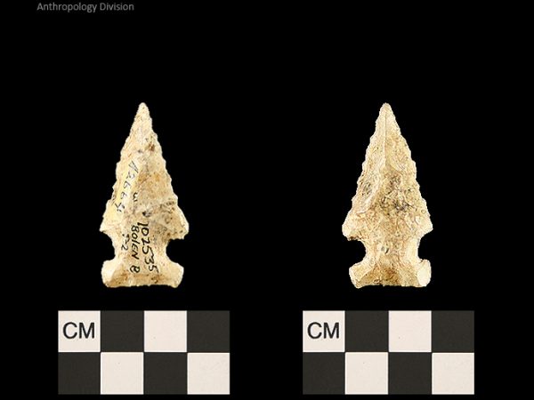 Bolen Beveled Subtype 2 | Early Dalton (Bullen)/Late Paleoindian (Milanich)