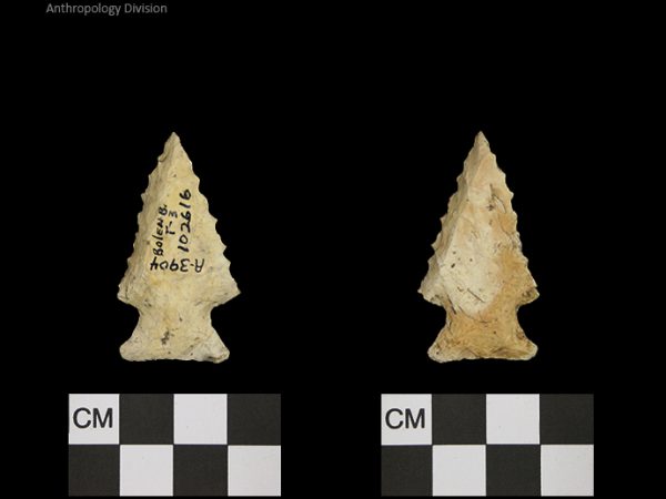 Bolen Beveled Subtype 3 | Early Dalton (Bullen)/Late Paleoindian (Milanich)