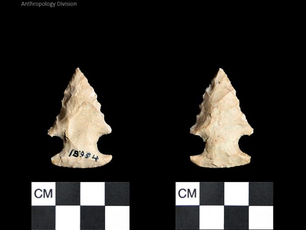 Bolen Beveled Subtype 5 | Early Dalton (Bullen)/Late Paleoindian (Milanich)