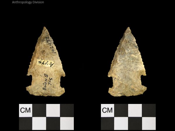 Bolen Beveled Subtype 5 | Early Dalton (Bullen)/Late Paleoindian (Milanich)