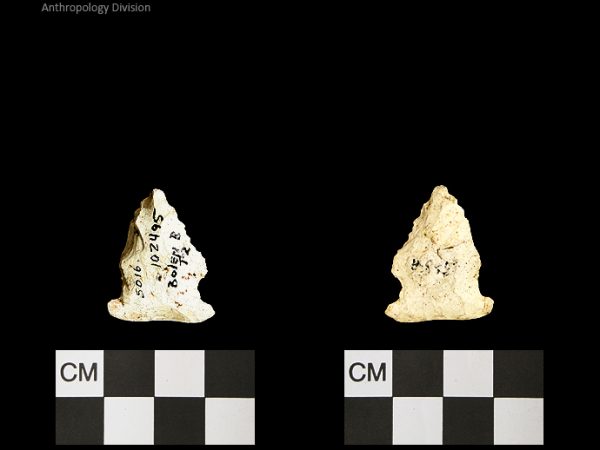 Bolen Beveled Subtype 5 | Early Dalton (Bullen)/Late Paleoindian (Milanich)