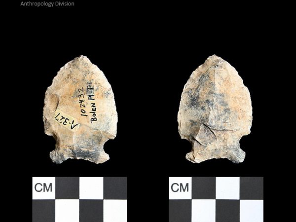 Bolen Plain Subtype 1 | Early Dalton (Bullen)/Late Paleoindian (Milanich)
