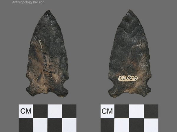 Bolen Plain Subtype 1 | Early Dalton (Bullen)/Late Paleoindian (Milanich)