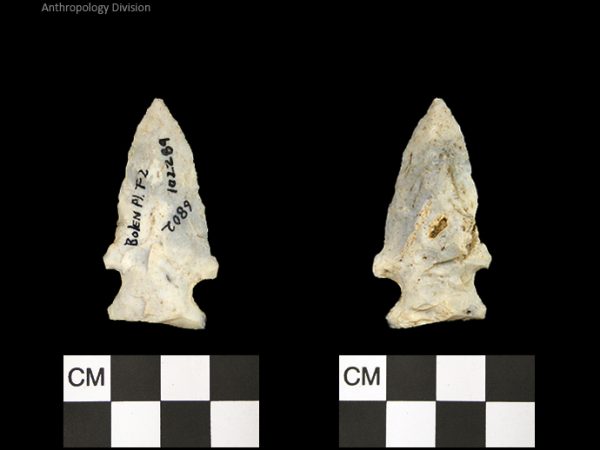 Bolen Plain Subtype 2 | Early Dalton (Bullen)/Late Paleoindian (Milanich)