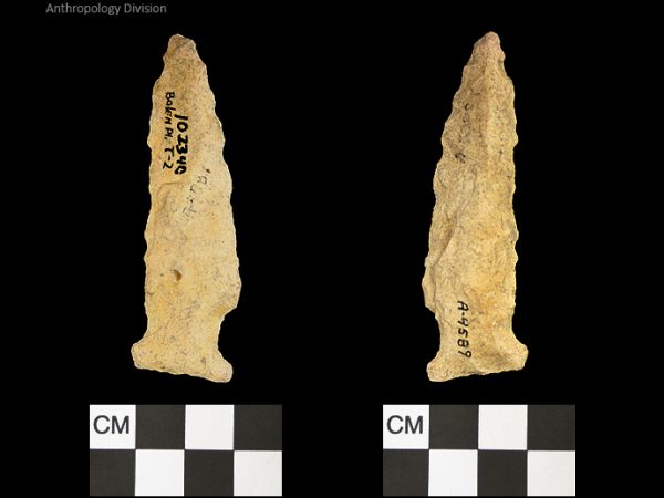 Bolen Plain Subtype 2 | Early Dalton (Bullen)/Late Paleoindian (Milanich)