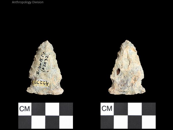 Bolen Plain Subtype 2 | Early Dalton (Bullen)/Late Paleoindian (Milanich)