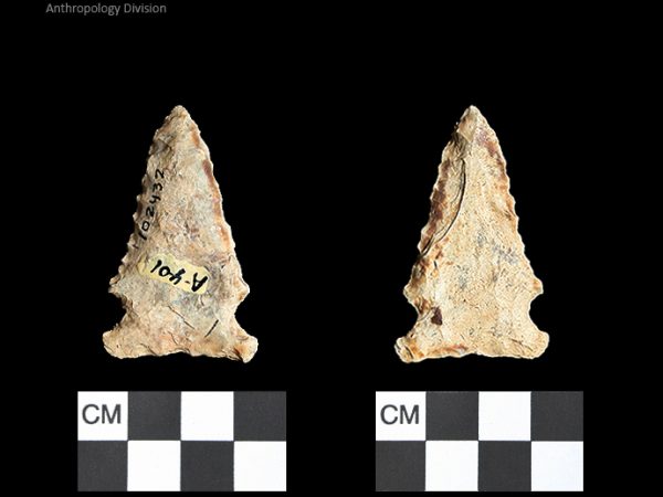 Bolen Plain Subtype 2 | Early Dalton (Bullen)/Late Paleoindian (Milanich)