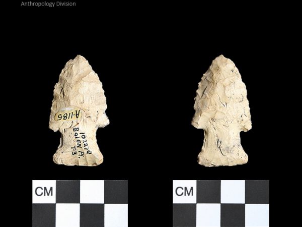 Bolen Plain Subtype 3 | Early Dalton (Bullen)/Late Paleoindian (Milanich)