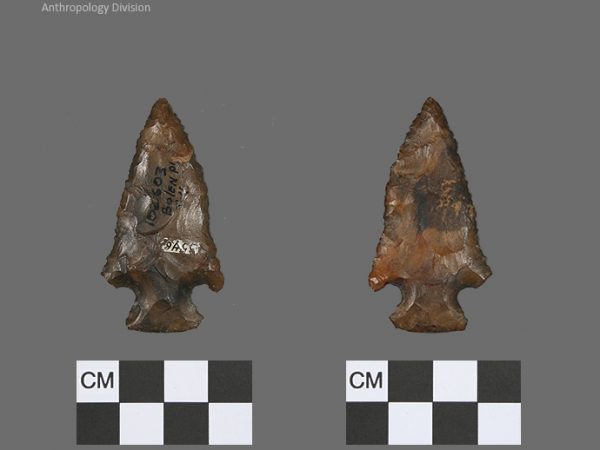 Bolen Plain Subtype 5 | Early Dalton (Bullen)/Late Paleoindian (Milanich)