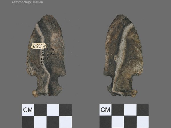 Bolen Plain Subtype 5 | Early Dalton (Bullen)/Late Paleoindian (Milanich)