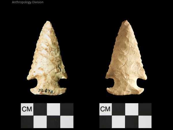 Bolen Plain Subtype 5 | Early Dalton (Bullen)/Late Paleoindian (Milanich)