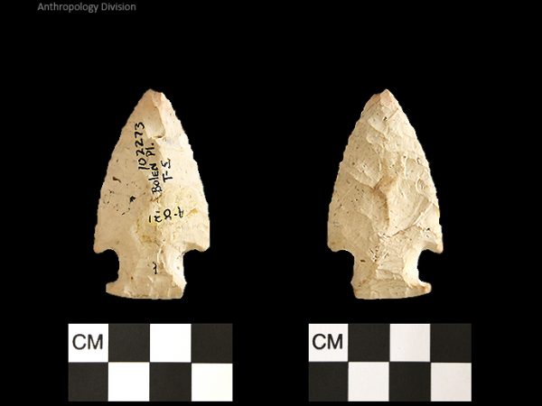 Bolen Plain Subtype 5 | Early Dalton (Bullen)/Late Paleoindian (Milanich)