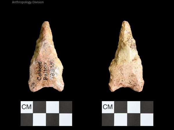 Colbert Dalton | Late Dalton (Bullen)/Late Paleoindian (Milanich)