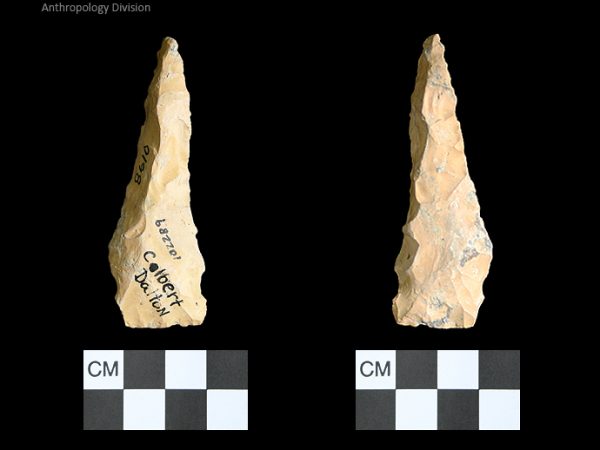 Colbert Dalton | Late Dalton (Bullen)/Late Paleoindian (Milanich)