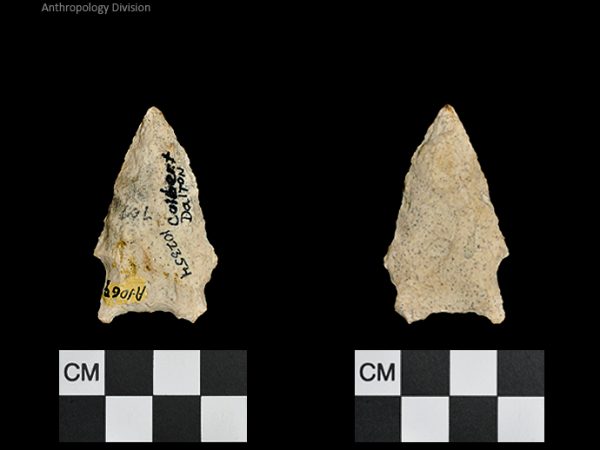 Colbert Dalton | Late Dalton (Bullen)/Late Paleoindian (Milanich)