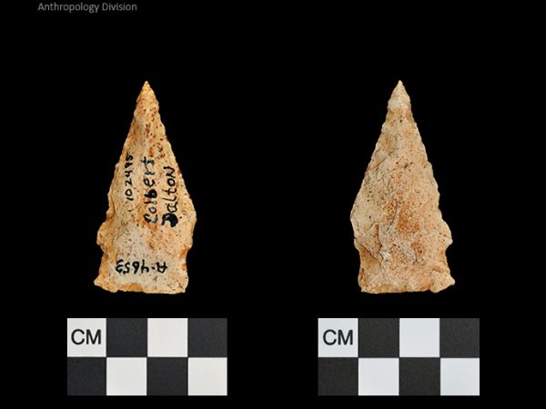 Colbert Dalton | Late Dalton (Bullen)/Late Paleoindian (Milanich)