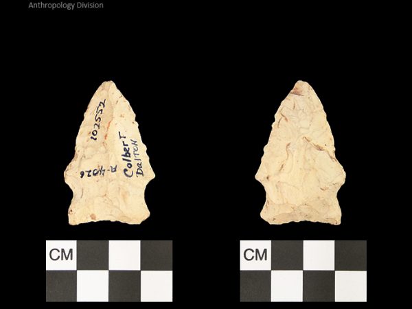 Colbert Dalton | Late Dalton (Bullen)/Late Paleoindian (Milanich)