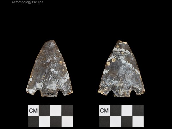 Citrus | Transitional