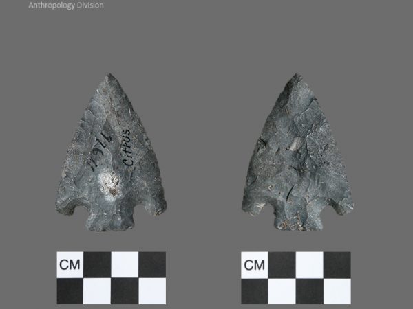 Citrus | Transitional