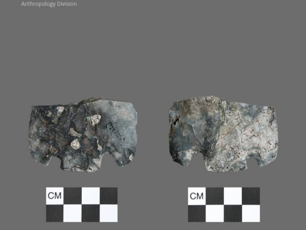 Citrus | Transitional