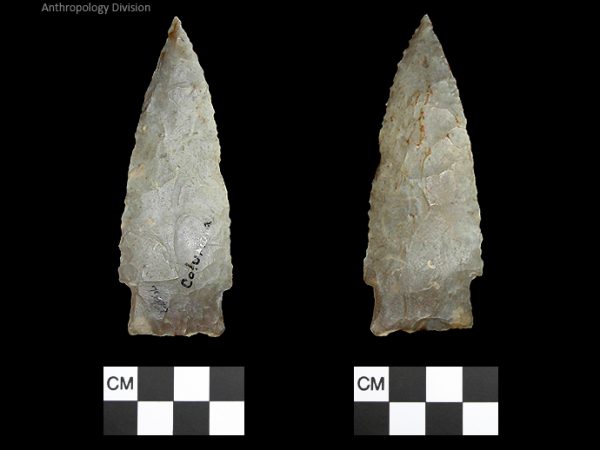 Columbia | Mississippian/Post-Archaic Regional