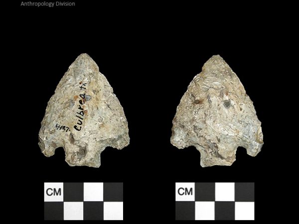 Culbreath | Late Archaic