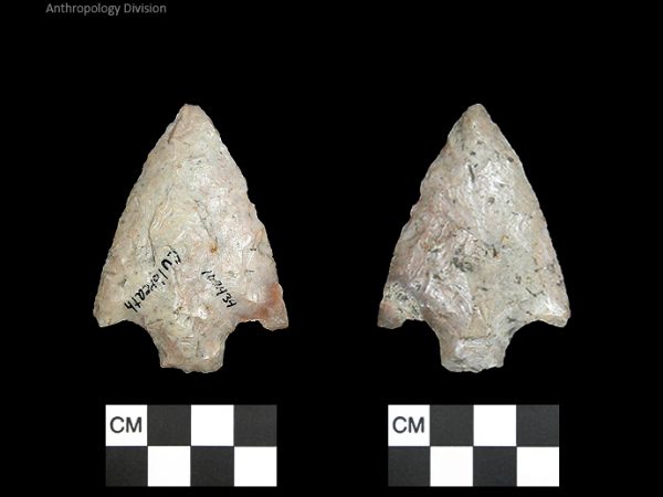 Culbreath | Late Archaic