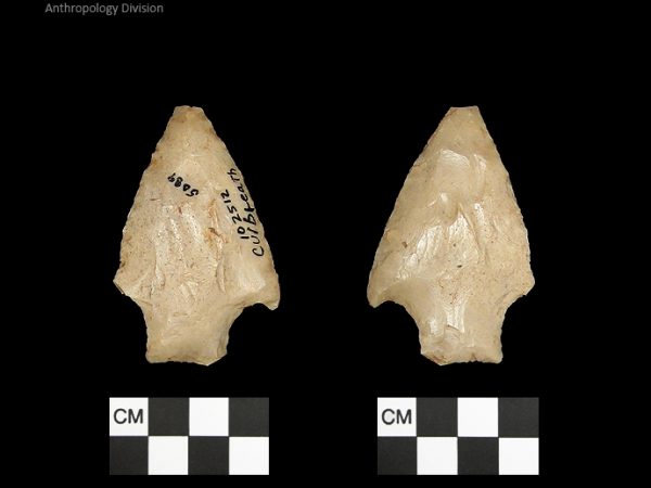 Culbreath | Late Archaic