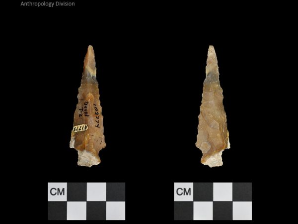 Duval Subtype 2 | Mississippian/Post-Archaic Regional