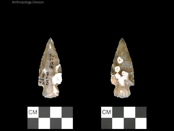 Duval Subtype 3 | Mississippian/Post-Archaic Regional