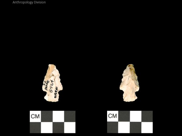 Duval Subtype 3 | Mississippian/Post-Archaic Regional