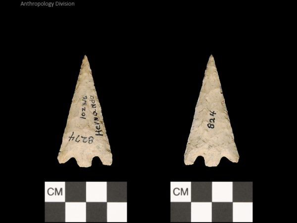 Hernando | Transitional