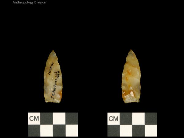 Ichetucknee | Alachua Tradition to Contact Period