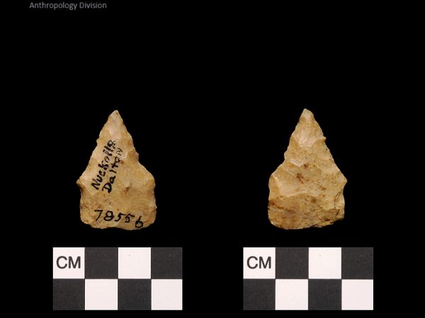 Nuckolls Dalton | Late Dalton (Bullen)/Late Paleoindian (Milanich)