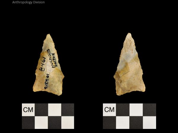 Nuckolls Dalton | Late Dalton (Bullen)/Late Paleoindian (Milanich)