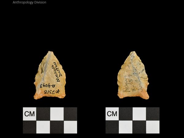 Nuckolls Dalton | Late Dalton (Bullen)/Late Paleoindian (Milanich)