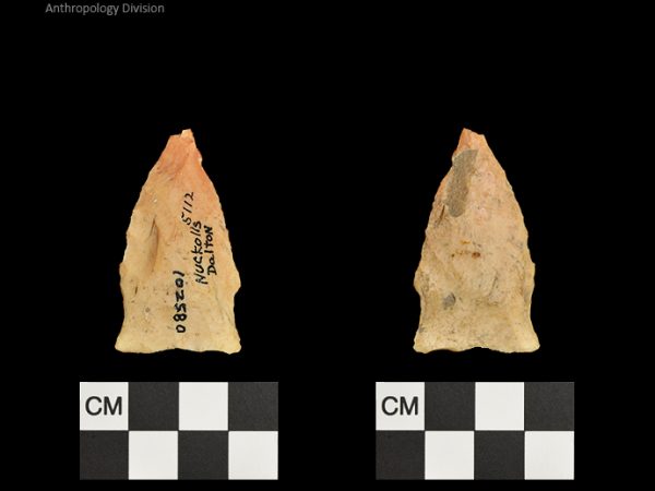 Nuckolls Dalton | Late Dalton (Bullen)/Late Paleoindian (Milanich)