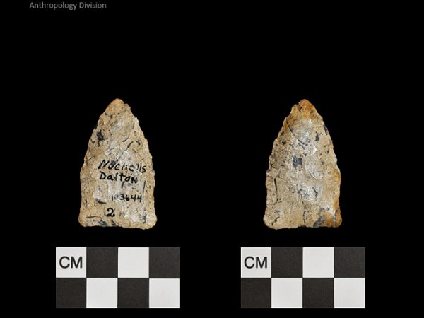 Nuckolls Dalton | Late Dalton (Bullen)/Late Paleoindian (Milanich)