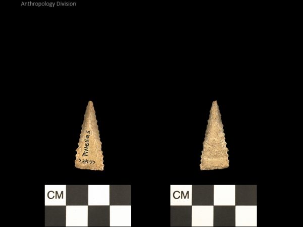 Pinellas | Alachua Tradition to Contact Period