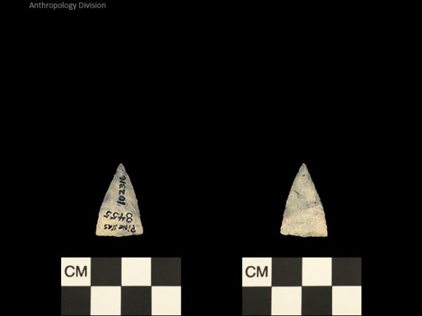 Pinellas | Alachua Tradition to Contact Period