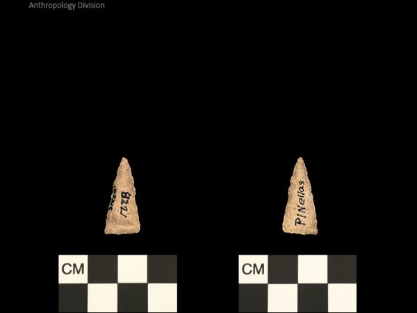Pinellas | Alachua Tradition to Contact Period