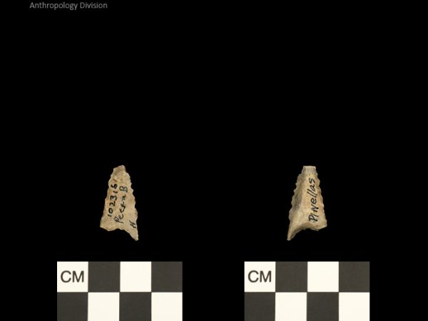 Pinellas | Alachua Tradition to Contact Period