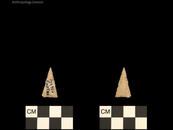 Pinellas | Alachua Tradition to Contact Period