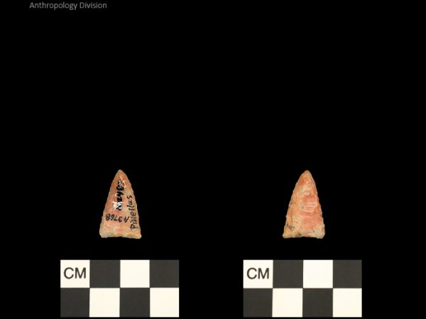 Pinellas | Alachua Tradition to Contact Period