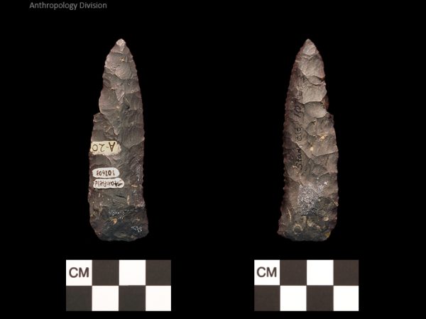 Stanfield | Early Archaic