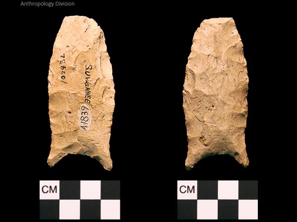 Suwannee | Paleoindian