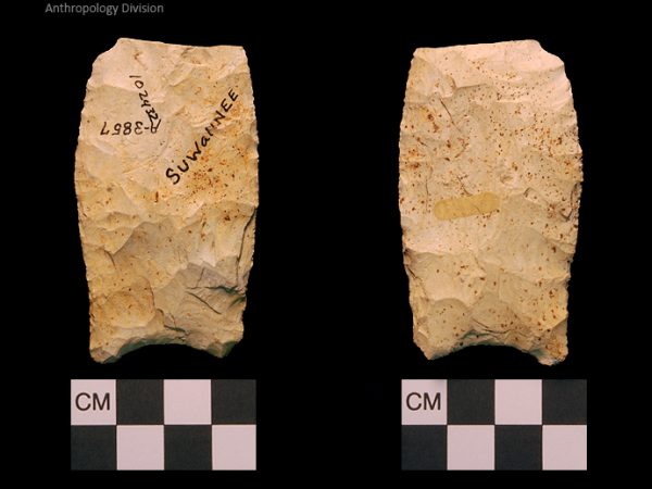 Suwannee | Paleoindian