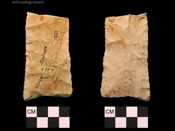 Suwannee | Paleoindian