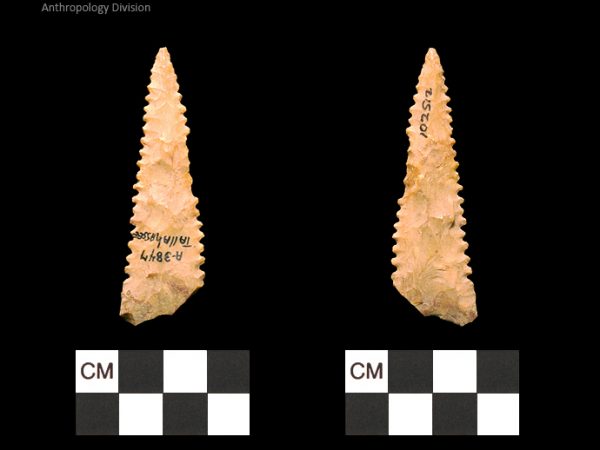 Tallahassee | Late Dalton (Bullen)/Late Paleoindian (Milanich)